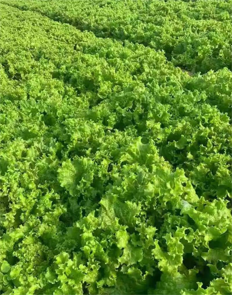 大叶生菜，大量供应，一手货源，欢迎广大客商进店咨询采购！