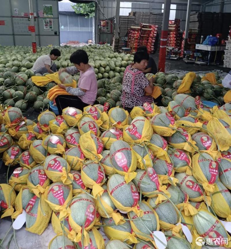 小蜜25哈密瓜，大量有货，精选品质，欢迎各地采购老板来电