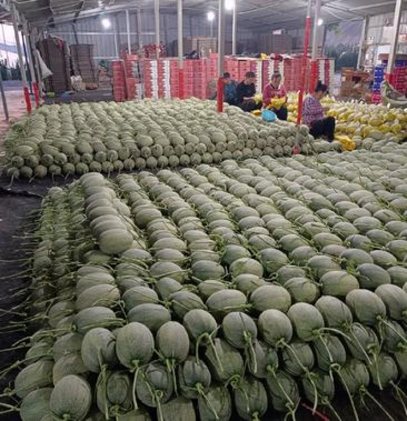小蜜25哈密瓜，大量有货，精选品质，欢迎各地采购老板来电