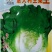 罗马生菜种子爽脆味香意大利耐抽苔生菜种籽四季播耐寒