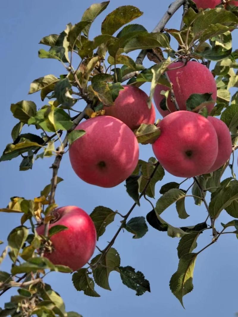 【推荐】甘肃天水秦冠苹果种植产地一手货源价格稳定常年供货