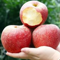 【推荐】甘肃天水秦冠苹果种植产地一手货源价格稳定常年供货
