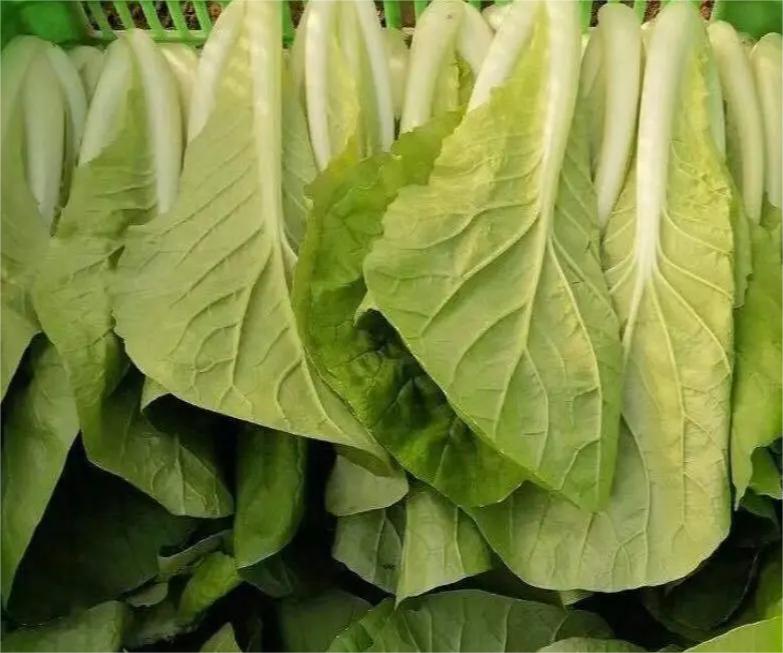 展示新鲜白菜与发绿白菜的对比,突出颜色差异但无腐烂、异味等变质迹象 新鲜与发绿白菜对比图