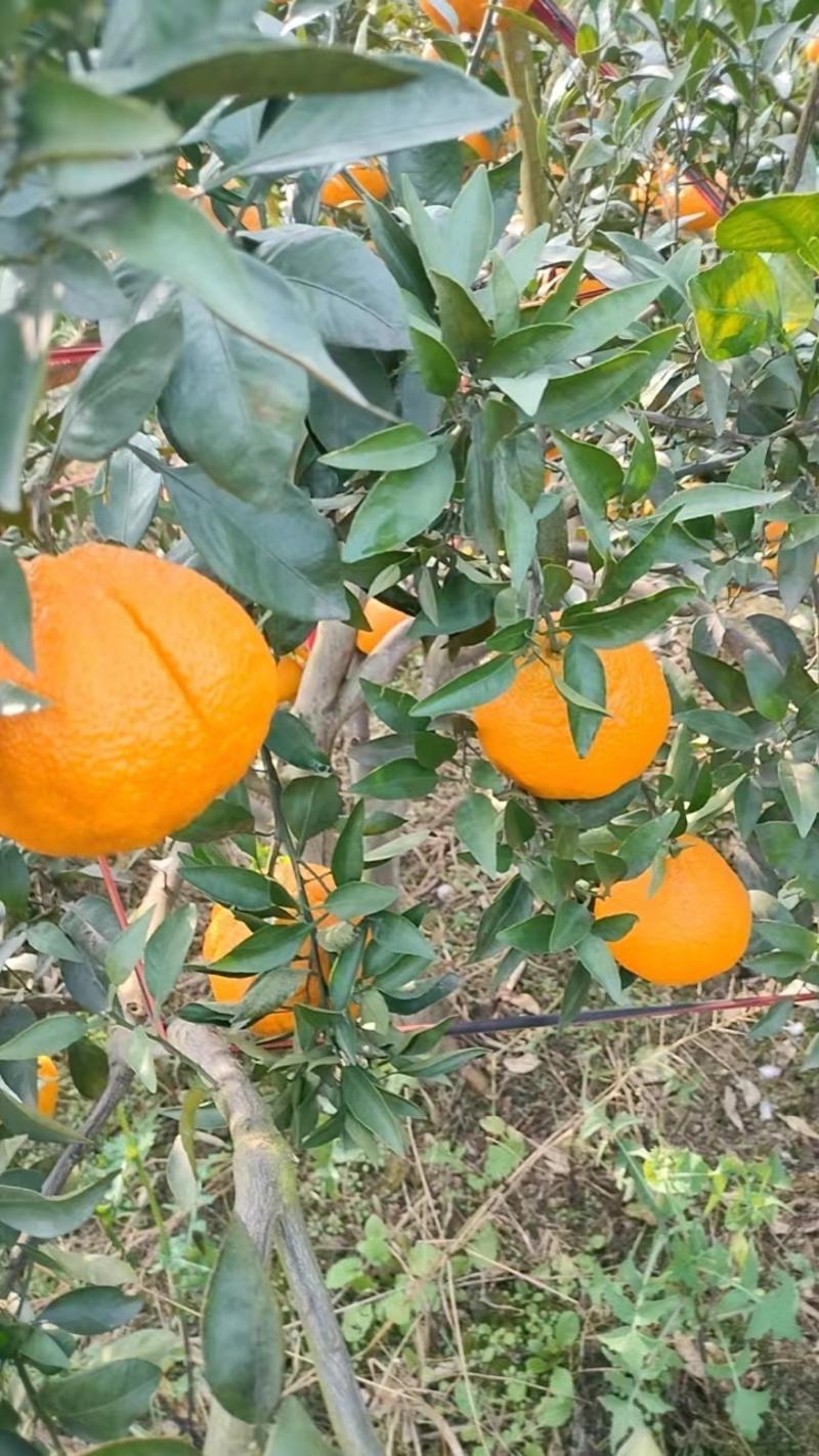 【爆甜】丑橘不知火柑桔个头大皮薄肉厚产地批发货源充足