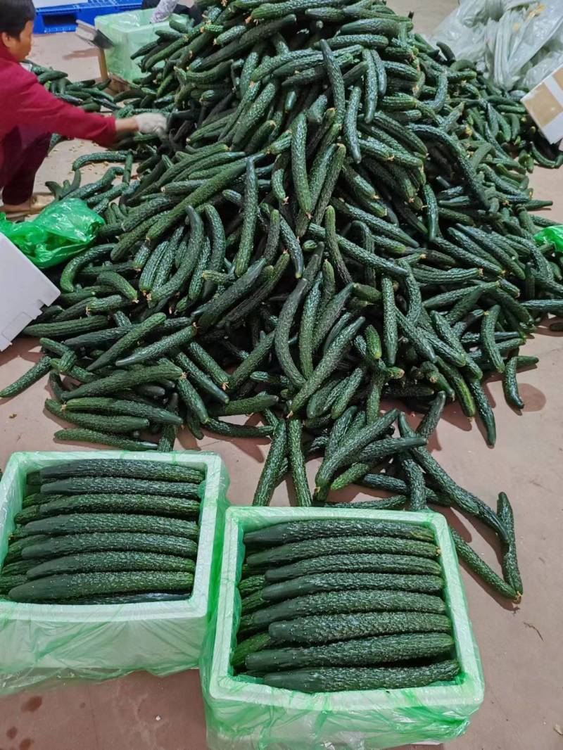 漳州南靖黄瓜脆嫩多汁现摘现发产地直供品质保证欢迎咨询