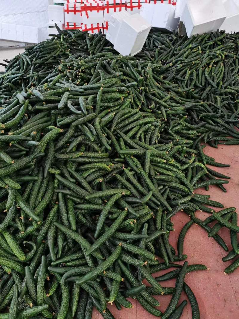 漳州南靖黄瓜脆嫩多汁现摘现发产地直供品质保证欢迎咨询