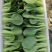 【精品】上海青，新鲜现货，大量供应，欢迎进店咨询采购！