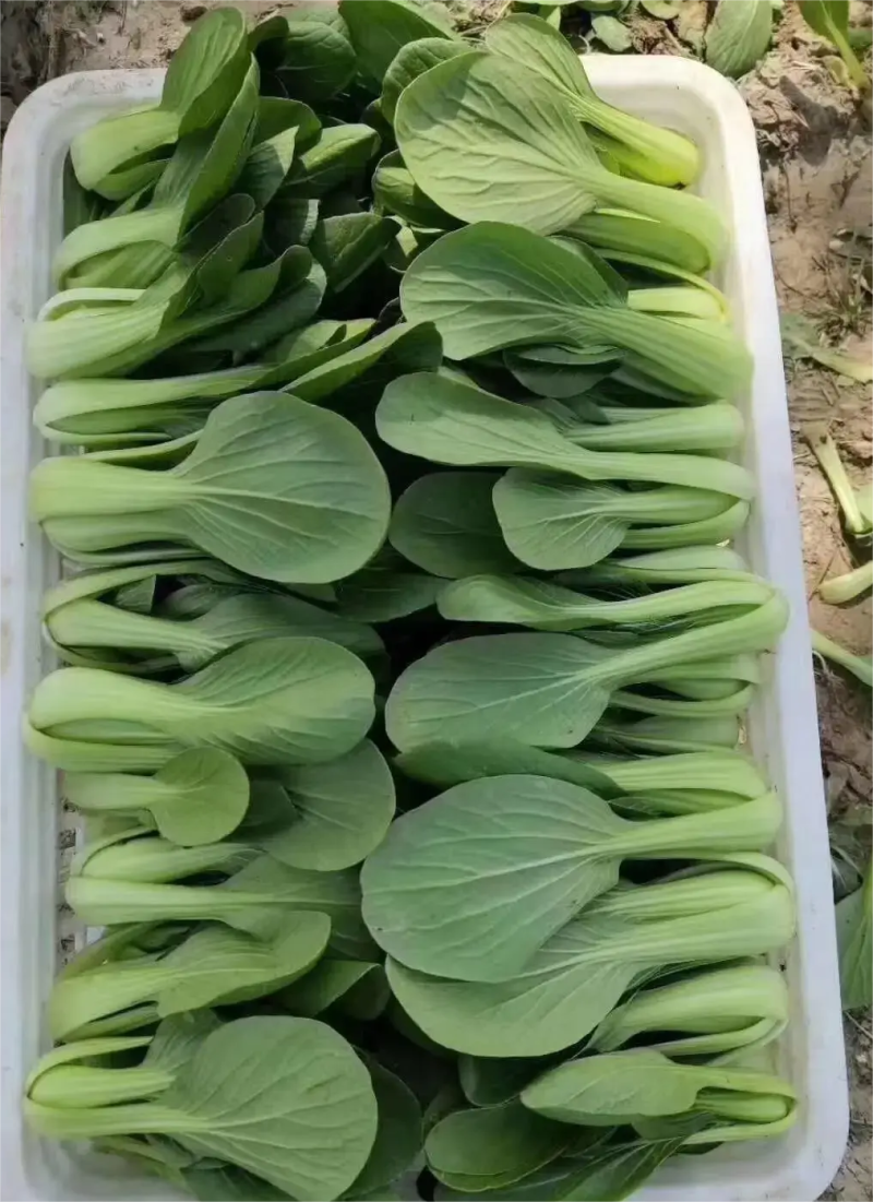 【精品】上海青，新鲜现货，大量供应，欢迎进店咨询采购！