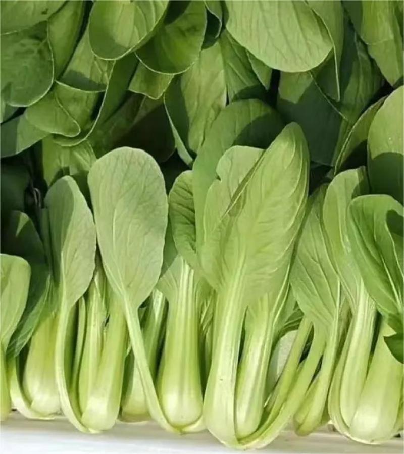 【精品】上海青，新鲜现货，大量供应，欢迎进店咨询采购！