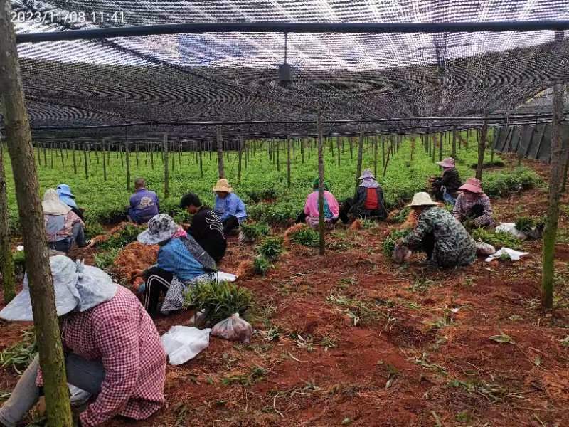 【实力商家】黄精种苗规格齐全2年苗质优价廉欢迎采购