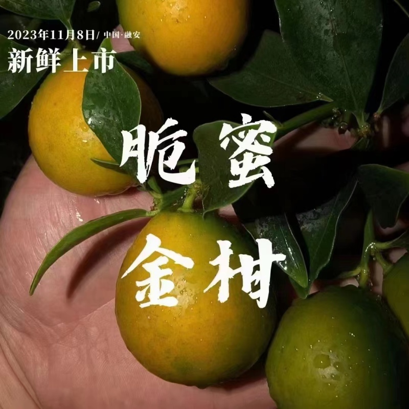 【包邮】正宗广西滑皮金桔口感好一件代发五斤装欢迎下单