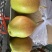 红香酥梨精品货源价格美丽直发货欢迎致电