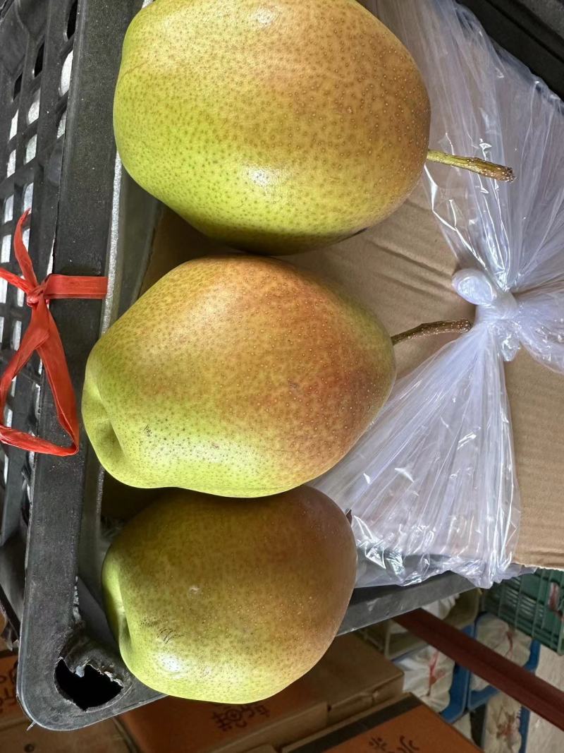 红香酥梨精品货源价格美丽直发货欢迎致电