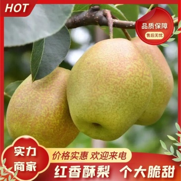 红香酥梨精品货源价格美丽直发货欢迎致电