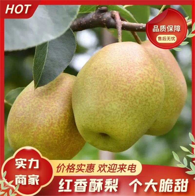 红香酥梨精品货源价格美丽直发货欢迎致电