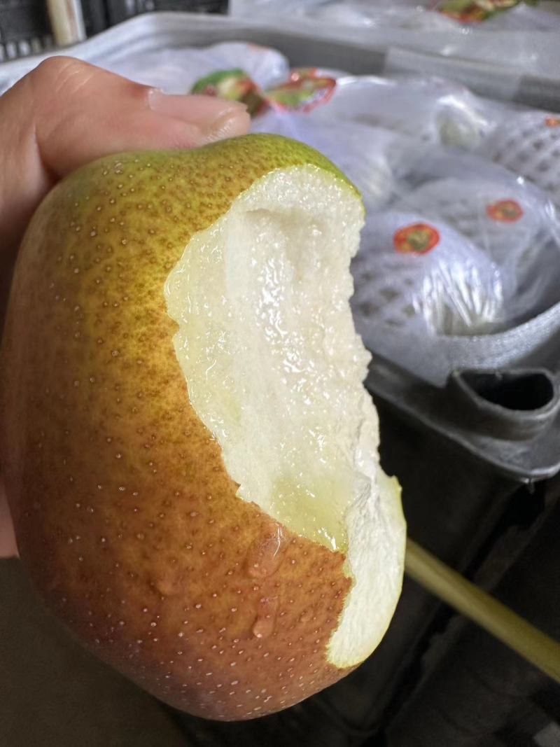 红香酥梨精品货源价格美丽直发货欢迎致电