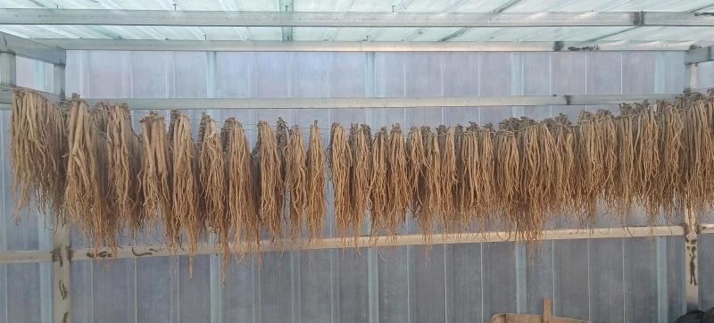 优质党参，规格齐全一手货源大量供应品质保障，可视频