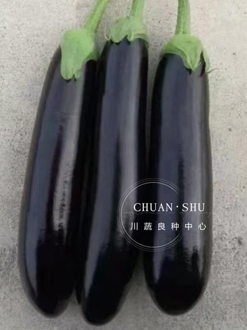 欧美科F1黑金刚茄种子杂交墨茄条茄种子绿肉茄子种子长棒黑