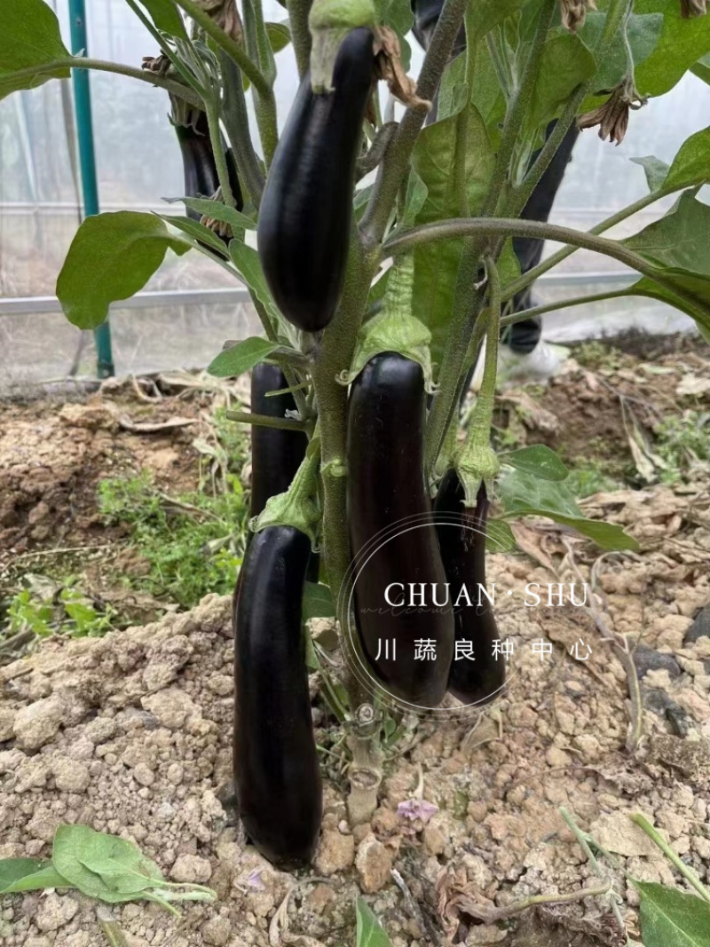 欧美科F1黑金刚茄种子杂交墨茄条茄种子绿肉茄子种子长棒黑