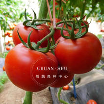 【热销推荐】中蔬四号西红柿种子果色粉红番茄种子西红柿种籽