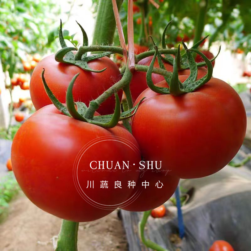 【热销推荐】中蔬四号西红柿种子果色粉红番茄种子西红柿种籽