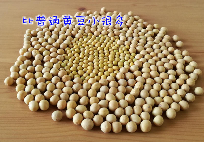 【推荐】黄豆芽豆小金黄690芽豆高出芽率量大从优