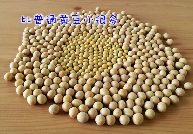 【推荐】东北黄豆芽豆小金黄690