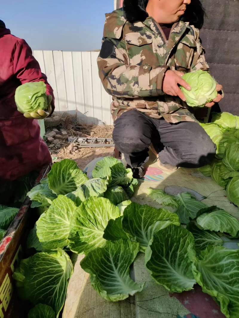 邯郸圆包菜绿色可口一手货源产地直发欢迎老板电联