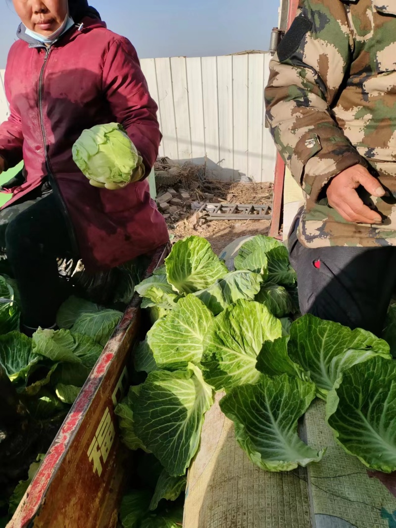 邯郸圆包菜绿色可口一手货源产地直发欢迎老板电联