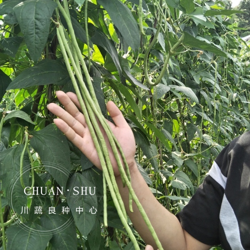 小叶纳福翠绿豇豆种子嫩白豇豆种子紫红豇豆籽红嘴豇豆架豆籽