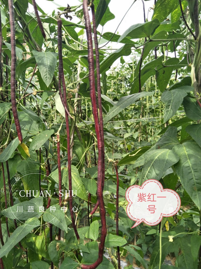 小叶纳福翠绿豇豆种子嫩白豇豆种子紫红豇豆籽红嘴豇豆架豆籽