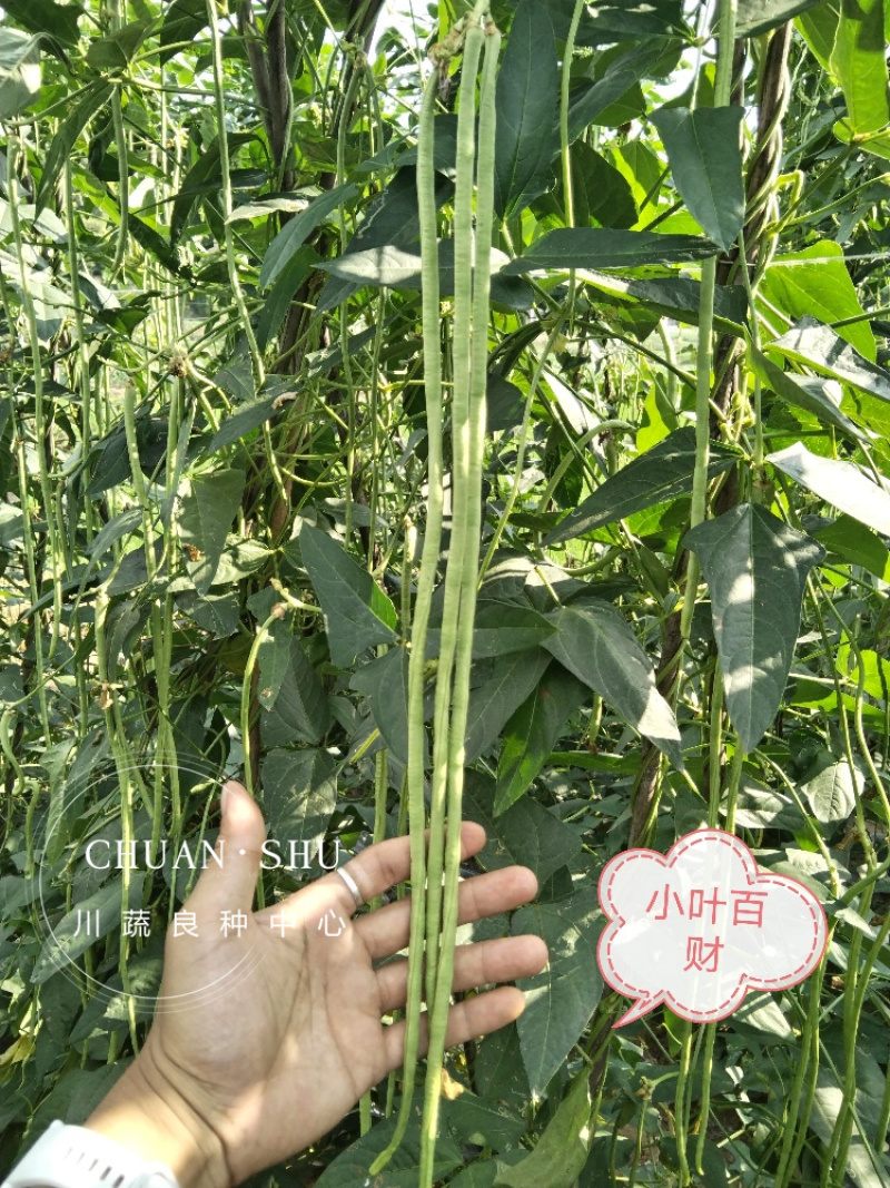 小叶纳福翠绿豇豆种子嫩白豇豆种子紫红豇豆籽红嘴豇豆架豆籽