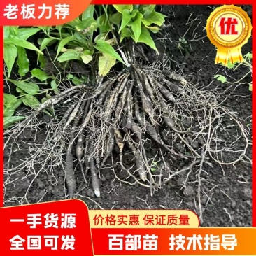 云南昆明精品百部苗，基地直发，品质保证，诚信经营