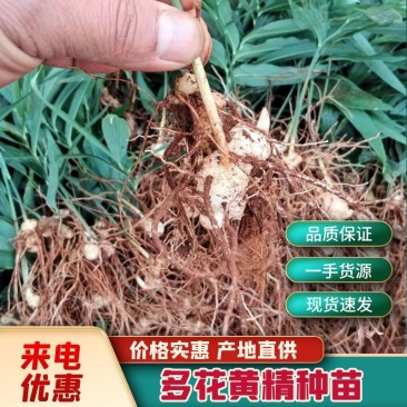 多花黄精种苗，两年籽育苗，基地一手货源，品质上乘