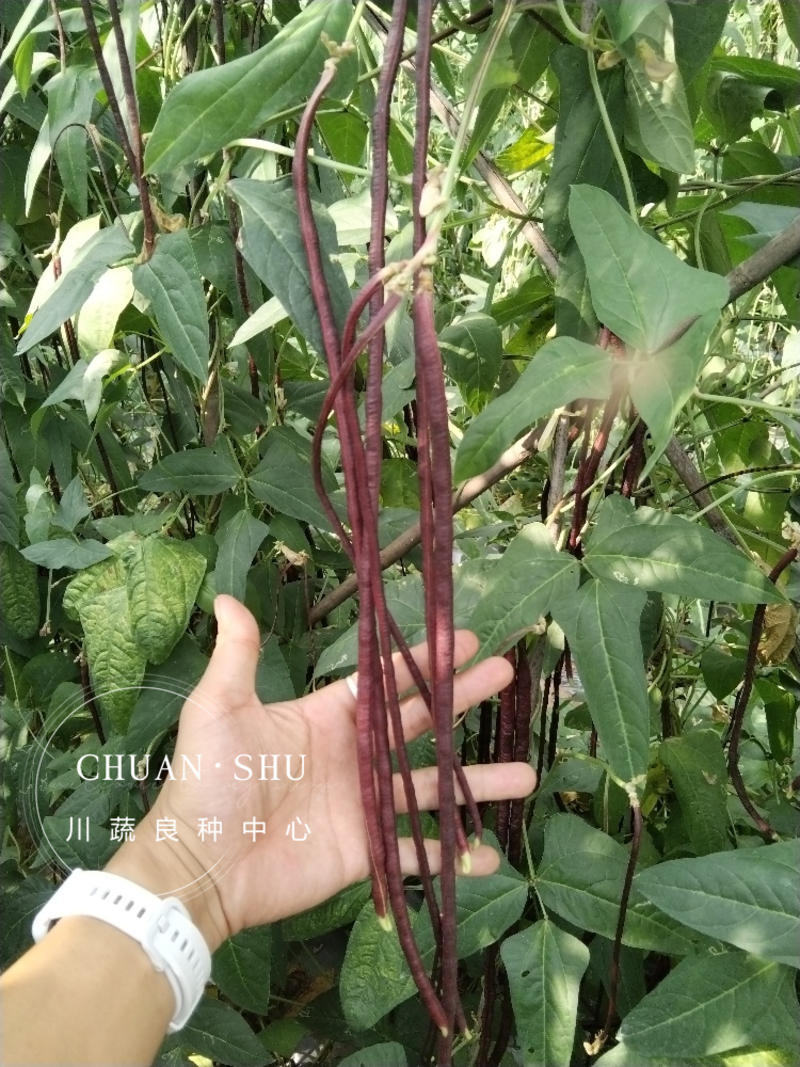 小叶纳福翠绿豇豆种子嫩白豇豆种子紫红豇豆籽红嘴豇豆架豆籽