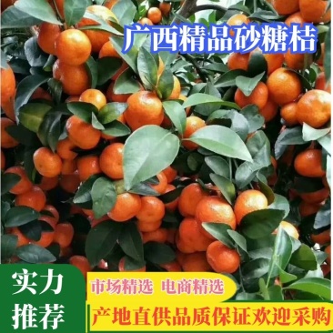 精品一手货源沙糖桔大量有货，供应商超市场，全国整车发货