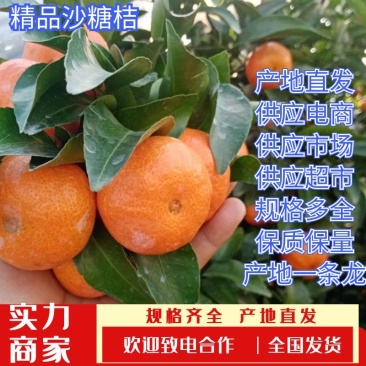 广西砂糖桔可对接外贸各大电商平台全国市场欢迎联系