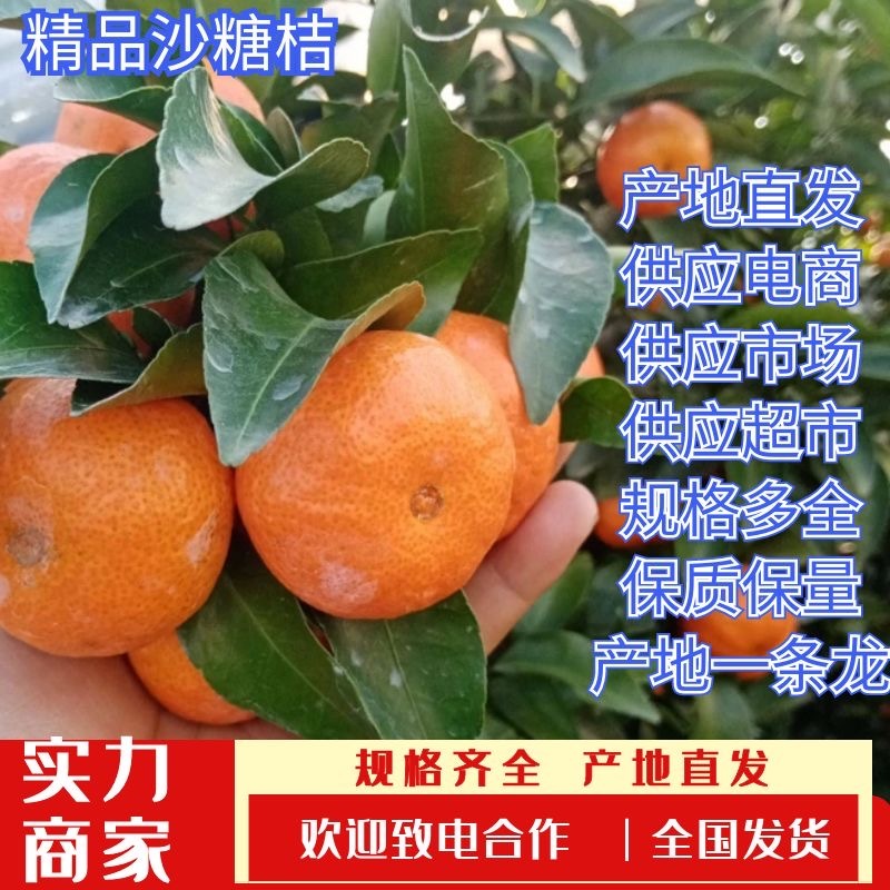 广西砂糖桔可对接外贸各大电商平台全国市场欢迎联系