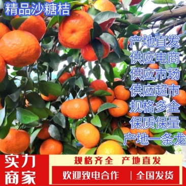正宗广西砂糖橘新鲜水果蜜桔沙糖桔橘整箱纯甜无渣