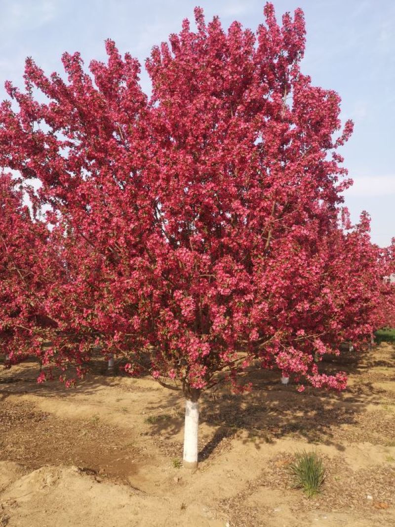 绚丽海棠，地径15公分绚丽海棠一级