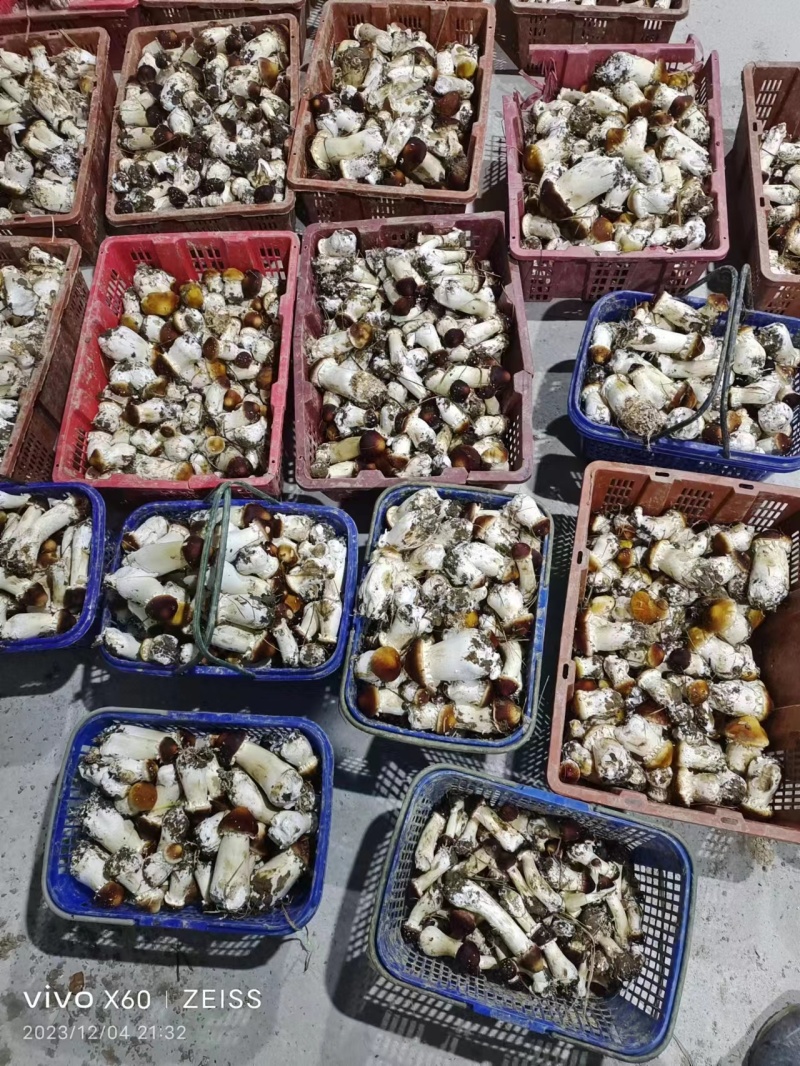 江西赤松茸新鲜上市，颗颗精品，味道香浓鲜美，产地直发欢迎咨询