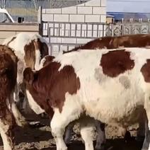 内蒙古活牛品质齐全健康包活全国可发视频挑选自养自销