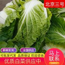 白菜北京三号山东产地对接商超批发商价格好说欢迎咨询