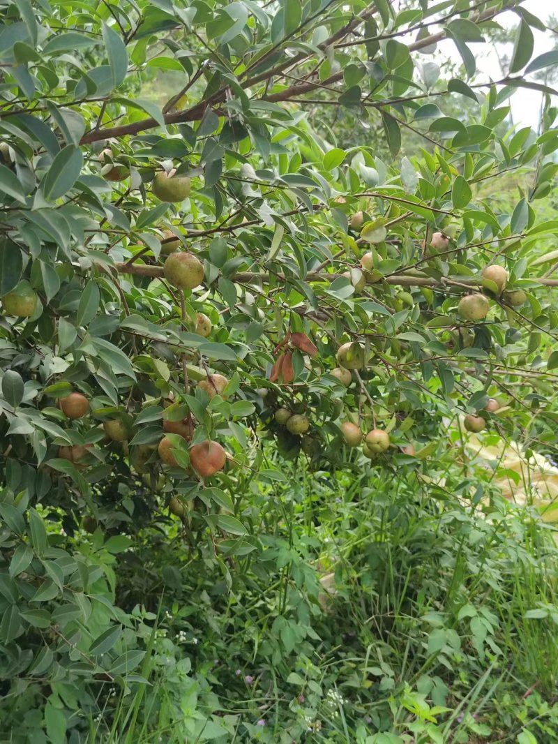 【优选】山茶油基地直发货源充足品质保证欢迎下单可长期合作