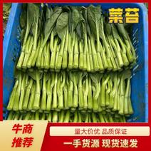 【精品】广东菜苔菜心，货源充足保证质量，欢迎来电采购