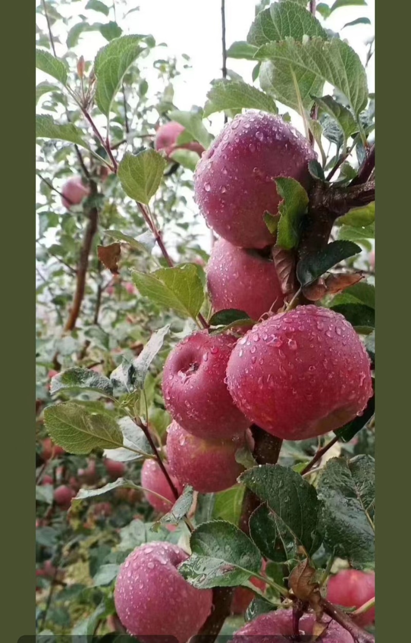 【包邮】昭通丑苹果基地直发价格优惠品质保证一件代发