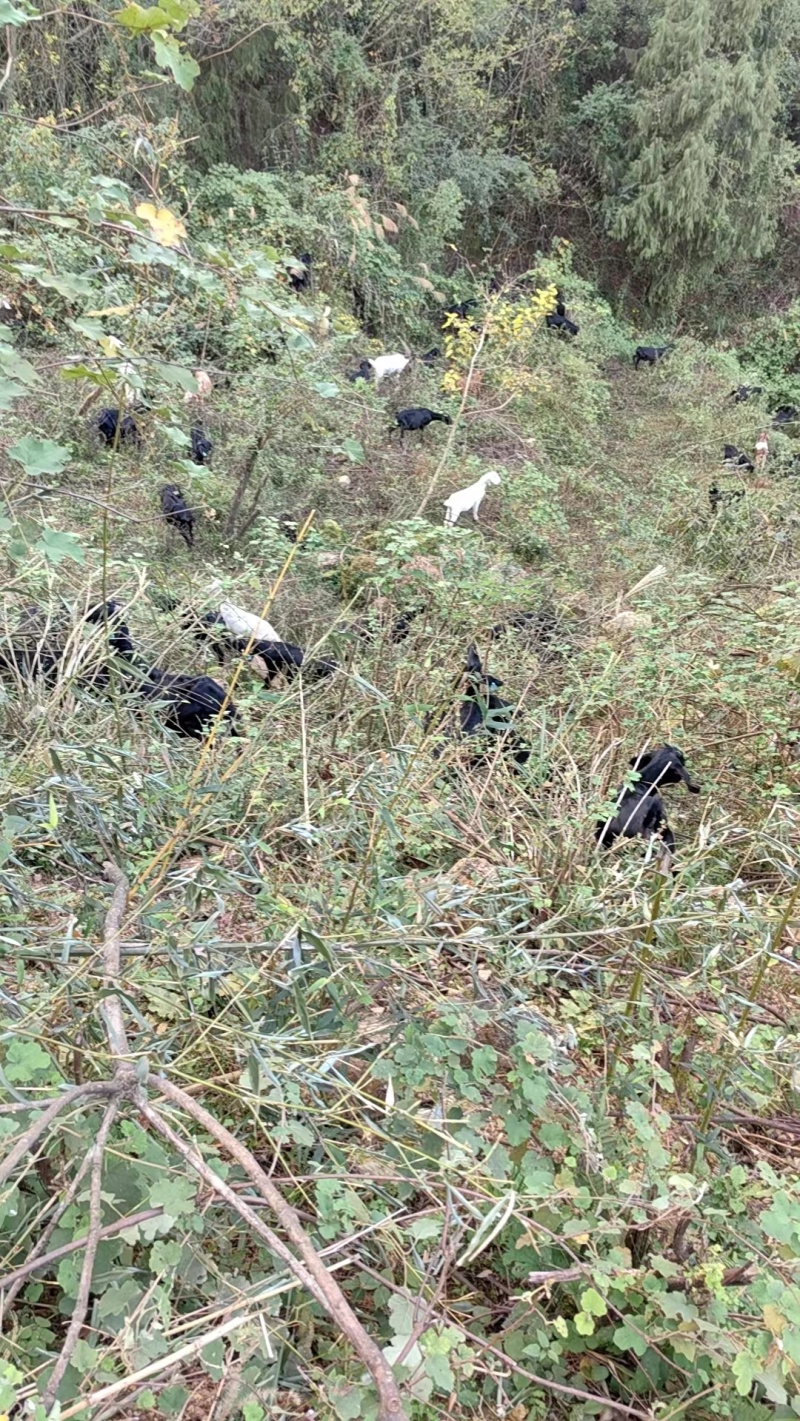山羊肉正经山羊肉自家养殖品质保障欢迎全国各地老板考察