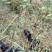 山羊肉正经山羊肉自家养殖品质保障欢迎全国各地老板考察