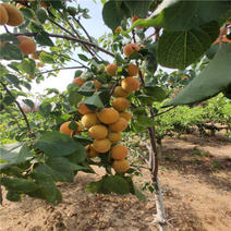 杏树苗大量供应，产地直发，价格，欢迎电联采购