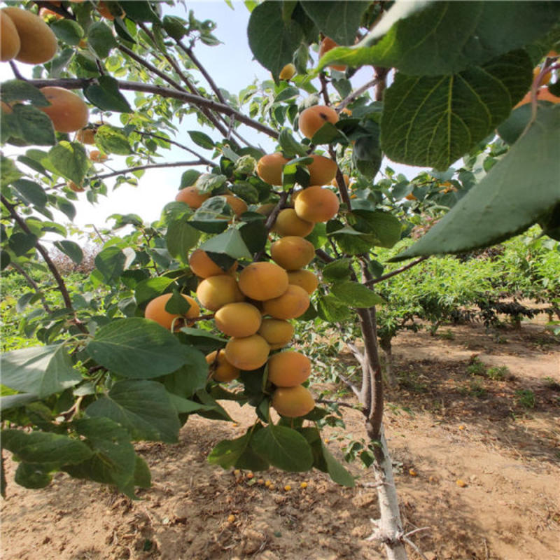 杏树苗大量供应，产地直发，价格优惠，欢迎电联采购